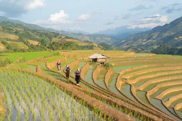 신선하고 시골이나 시골에 농경지 베트남 아시아의 지대인 차이의 사람들의 — 스톡 사진