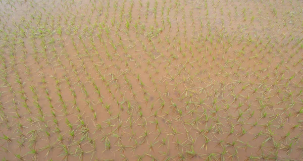 Taze Çeltik Pilavı Cang Chai Kırsalındaki Yeşil Tarım Tarlaları Asya — Stok fotoğraf