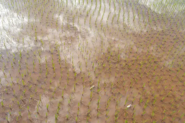 Frischer Reis Grüne Landwirtschaftliche Felder Auf Dem Land Oder Der — Stockfoto