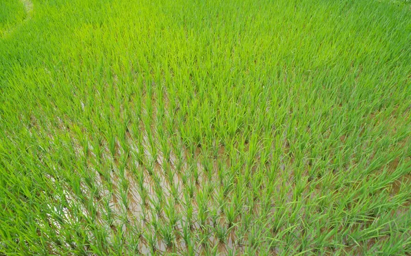 Čerstvá Neloupaná Rýže Zelená Zemědělská Pole Venkově Nebo Venkovské Oblasti — Stock fotografie