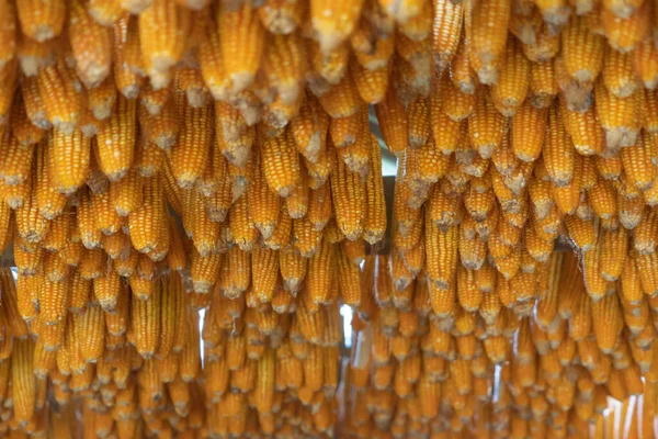 Reihen Von Biologischem Rohmais Oder Maisfeld Traditionelle Pflanze Aus Thailand — Stockfoto