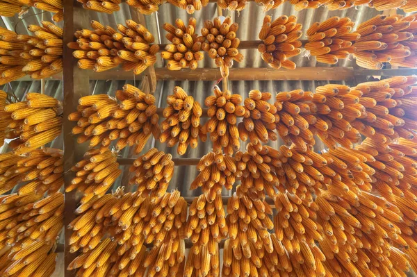 Sorok Szerves Nyers Kukorica Vagy Kukorica Mező Gazdasági Hagyományos Növény — Stock Fotó