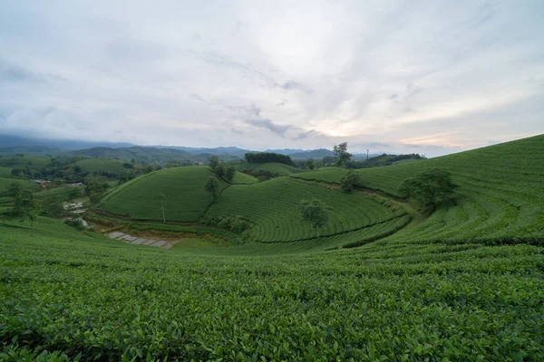 stock image Green fresh tea or strawberry farm, agricultural plant fields with mountain hills in Asia. Rural area. Farm pattern texture. Nature landscape background, Long Coc, Vietnam.