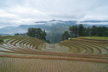 Taze çeltik pirinç teraslarının havadan görünüşü, Mu Cang Chai 'nin kırsal ya da kırsal kesimindeki yeşil tarım alanları, Asya' daki dağ tepeleri vadisi, Vietnam. Doğa manzarası arka planı.