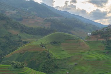 Taze çeltik pirinç teraslarının havadan görünüşü, Mu Cang Chai 'nin kırsal ya da kırsal kesimindeki yeşil tarım alanları, Asya' daki dağ tepeleri vadisi, Vietnam. Doğa manzarası arka planı.