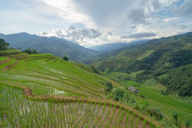 Taze çeltik pirinç teraslarının havadan görünüşü, Mu Cang Chai 'nin kırsal ya da kırsal kesimindeki yeşil tarım alanları, Asya' daki dağ tepeleri vadisi, Vietnam. Doğa manzarası arka planı.