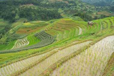 Taze çeltik pirinç teraslarının havadan görünüşü, Mu Cang Chai 'nin kırsal ya da kırsal kesimindeki yeşil tarım alanları, Asya' daki dağ tepeleri vadisi, Vietnam. Doğa manzarası arka planı.