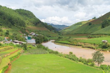 Taze çeltik pirinç teraslarının havadan görünüşü, Mu Cang Chai 'nin kırsal ya da kırsal kesimindeki yeşil tarım alanları, Asya' daki dağ tepeleri vadisi, Vietnam. Doğa manzarası arka planı.