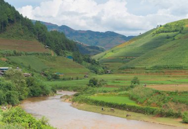 Taze çeltik pirinç teraslarının havadan görünüşü, Mu Cang Chai 'nin kırsal ya da kırsal kesimindeki yeşil tarım alanları, Asya' daki dağ tepeleri vadisi, Vietnam. Doğa manzarası arka planı.