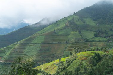 Taze çeltik pirinç teraslarının havadan görünüşü, Mu Cang Chai 'nin kırsal ya da kırsal kesimindeki yeşil tarım alanları, Asya' daki dağ tepeleri vadisi, Vietnam. Doğa manzarası arka planı.
