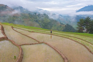 Taze çeltik pirinç terasları olan bir çiftçinin hava manzarası, Mu Cang Chai 'nin kırsal ya da kırsal kesimindeki yeşil tarım alanları, Asya' daki dağ tepeleri vadisi, Vietnam. Doğa manzarası. İnsanlar.