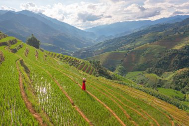 Taze çeltik pirinç terasları olan bir çiftçinin hava manzarası, Mu Cang Chai 'nin kırsal ya da kırsal kesimindeki yeşil tarım alanları, Asya' daki dağ tepeleri vadisi, Vietnam. Doğa manzarası. İnsanlar.