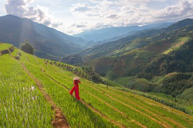 Taze çeltik pirinç terasları olan bir çiftçinin hava manzarası, Mu Cang Chai 'nin kırsal ya da kırsal kesimindeki yeşil tarım alanları, Asya' daki dağ tepeleri vadisi, Vietnam. Doğa manzarası. İnsanlar.