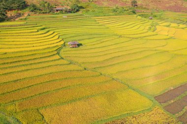 Taze çeltik pirinç teraslarının havadan görünüşü, Mu Cang Chai 'nin kırsal ya da kırsal kesimindeki yeşil tarım alanları, Asya' daki dağ tepeleri vadisi, Vietnam. Doğa manzarası arka planı.