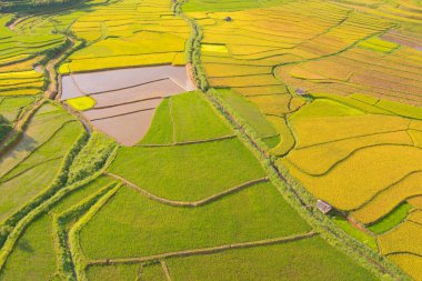 Taze çeltik pirinç teraslarının havadan görünüşü, Mu Cang Chai 'nin kırsal ya da kırsal kesimindeki yeşil tarım alanları, Asya' daki dağ tepeleri vadisi, Vietnam. Doğa manzarası arka planı.