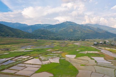 Taze çeltik pirinç teraslarının havadan görünüşü, Mu Cang Chai 'nin kırsal ya da kırsal kesimindeki yeşil tarım alanları, Asya' daki dağ tepeleri vadisi, Vietnam. Doğa manzarası arka planı.