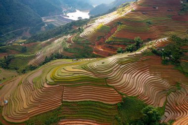 Taze çeltik pirinç teraslarının havadan görünüşü, Mu Cang Chai 'nin kırsal ya da kırsal kesimindeki yeşil tarım alanları, Asya' daki dağ tepeleri vadisi, Vietnam. Doğa manzarası arka planı.