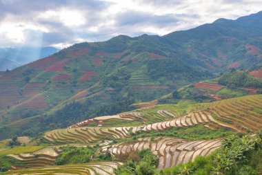 Taze çeltik pirinç teraslarının havadan görünüşü, Mu Cang Chai 'nin kırsal ya da kırsal kesimindeki yeşil tarım alanları, Asya' daki dağ tepeleri vadisi, Vietnam. Doğa manzarası arka planı.
