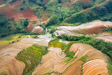 Taze çeltik pirinç teraslarının havadan görünüşü, Mu Cang Chai 'nin kırsal ya da kırsal kesimindeki yeşil tarım alanları, Asya' daki dağ tepeleri vadisi, Vietnam. Doğa manzarası arka planı.