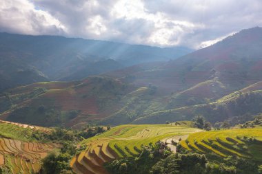 Taze çeltik pirinç teraslarının havadan görünüşü, Mu Cang Chai 'nin kırsal ya da kırsal kesimindeki yeşil tarım alanları, Asya' daki dağ tepeleri vadisi, Vietnam. Doğa manzarası arka planı.