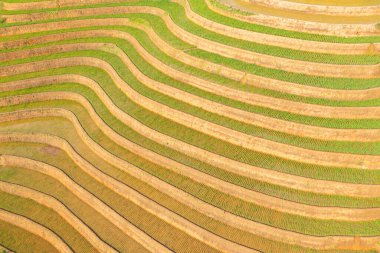 Taze çeltik pirinç teraslarının havadan görünüşü, Mu Cang Chai 'nin kırsal ya da kırsal kesimindeki yeşil tarım alanları, Asya' daki dağ tepeleri vadisi, Vietnam. Doğa manzarası arka planı.