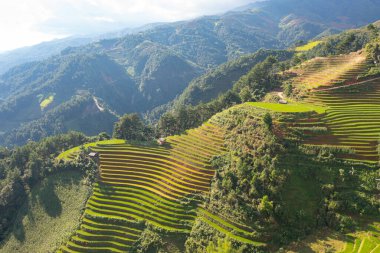 Taze çeltik pirinç teraslarının havadan görünüşü, Mu Cang Chai 'nin kırsal ya da kırsal kesimindeki yeşil tarım alanları, Asya' daki dağ tepeleri vadisi, Vietnam. Doğa manzarası arka planı.