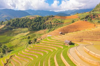 Taze çeltik pirinç teraslarının havadan görünüşü, Mu Cang Chai 'nin kırsal ya da kırsal kesimindeki yeşil tarım alanları, Asya' daki dağ tepeleri vadisi, Vietnam. Doğa manzarası arka planı.
