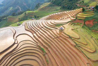 Taze çeltik pirinç teraslarının havadan görünüşü, Mu Cang Chai 'nin kırsal ya da kırsal kesimindeki yeşil tarım alanları, Asya' daki dağ tepeleri vadisi, Vietnam. Doğa manzarası arka planı.
