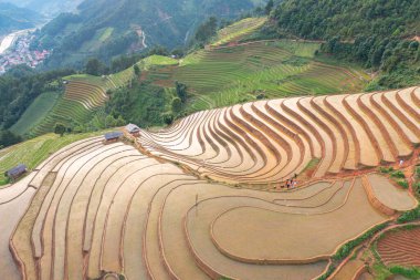 Taze çeltik pirinç teraslarının havadan görünüşü, Mu Cang Chai 'nin kırsal ya da kırsal kesimindeki yeşil tarım alanları, Asya' daki dağ tepeleri vadisi, Vietnam. Doğa manzarası arka planı.