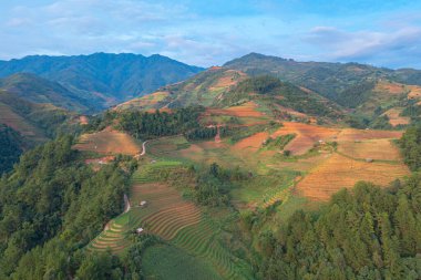 Taze çeltik pirinç teraslarının havadan görünüşü, Mu Cang Chai 'nin kırsal ya da kırsal kesimindeki yeşil tarım alanları, Asya' daki dağ tepeleri vadisi, Vietnam. Doğa manzarası arka planı.