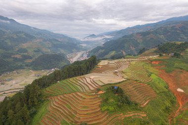 Taze çeltik pirinç teraslarının havadan görünüşü, Mu Cang Chai 'nin kırsal ya da kırsal kesimindeki yeşil tarım alanları, Asya' daki dağ tepeleri vadisi, Vietnam. Doğa manzarası arka planı.