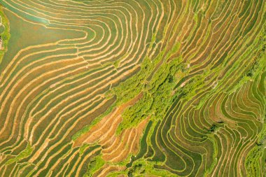 Taze çeltik pirinç teraslarının havadan görünüşü, Mu Cang Chai 'nin kırsal ya da kırsal kesimindeki yeşil tarım alanları, Asya' daki dağ tepeleri vadisi, Vietnam. Doğa manzarası arka planı.