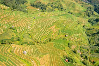 Taze çeltik pirinç teraslarının havadan görünüşü, Mu Cang Chai 'nin kırsal ya da kırsal kesimindeki yeşil tarım alanları, Asya' daki dağ tepeleri vadisi, Vietnam. Doğa manzarası arka planı.