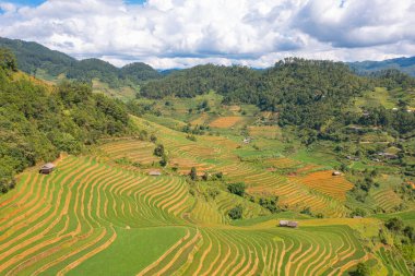 Taze çeltik pirinç teraslarının havadan görünüşü, Mu Cang Chai 'nin kırsal ya da kırsal kesimindeki yeşil tarım alanları, Asya' daki dağ tepeleri vadisi, Vietnam. Doğa manzarası arka planı.
