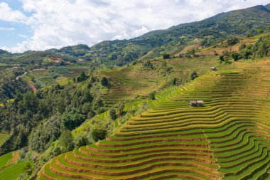 Taze çeltik pirinç teraslarının havadan görünüşü, Mu Cang Chai 'nin kırsal ya da kırsal kesimindeki yeşil tarım alanları, Asya' daki dağ tepeleri vadisi, Vietnam. Doğa manzarası arka planı.