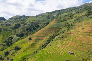 Taze çeltik pirinç teraslarının havadan görünüşü, Mu Cang Chai 'nin kırsal ya da kırsal kesimindeki yeşil tarım alanları, Asya' daki dağ tepeleri vadisi, Vietnam. Doğa manzarası arka planı.