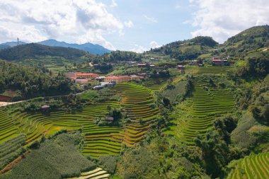 Taze çeltik pirinç teraslarının havadan görünüşü, Mu Cang Chai 'nin kırsal ya da kırsal kesimindeki yeşil tarım alanları, Asya' daki dağ tepeleri vadisi, Vietnam. Doğa manzarası arka planı.