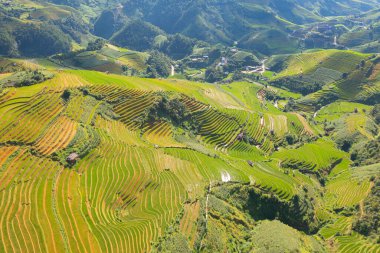 Taze çeltik pirinç teraslarının havadan görünüşü, Mu Cang Chai 'nin kırsal ya da kırsal kesimindeki yeşil tarım alanları, Asya' daki dağ tepeleri vadisi, Vietnam. Doğa manzarası arka planı.