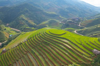 Taze çeltik pirinç teraslarının havadan görünüşü, Mu Cang Chai 'nin kırsal ya da kırsal kesimindeki yeşil tarım alanları, Asya' daki dağ tepeleri vadisi, Vietnam. Doğa manzarası arka planı.