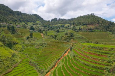 Taze çeltik pirinç teraslarının havadan görünüşü, Mu Cang Chai 'nin kırsal ya da kırsal kesimindeki yeşil tarım alanları, Asya' daki dağ tepeleri vadisi, Vietnam. Doğa manzarası arka planı.