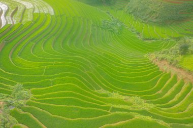 Taze çeltik pirinç teraslarının havadan görünüşü, Mu Cang Chai 'nin kırsal ya da kırsal kesimindeki yeşil tarım alanları, Asya' daki dağ tepeleri vadisi, Vietnam. Doğa manzarası arka planı.