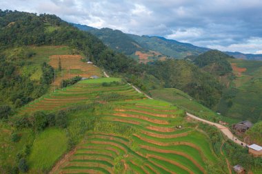 Taze çeltik pirinç teraslarının havadan görünüşü, Mu Cang Chai 'nin kırsal ya da kırsal kesimindeki yeşil tarım alanları, Asya' daki dağ tepeleri vadisi, Vietnam. Doğa manzarası arka planı.