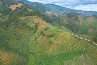 Taze çeltik pirinç teraslarının havadan görünüşü, Mu Cang Chai 'nin kırsal ya da kırsal kesimindeki yeşil tarım alanları, Asya' daki dağ tepeleri vadisi, Vietnam. Doğa manzarası arka planı.