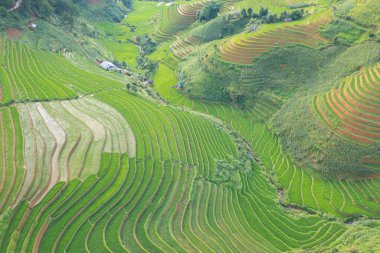 Taze çeltik pirinç teraslarının havadan görünüşü, Mu Cang Chai 'nin kırsal ya da kırsal kesimindeki yeşil tarım alanları, Asya' daki dağ tepeleri vadisi, Vietnam. Doğa manzarası arka planı.