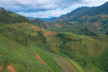 Taze çeltik pirinç teraslarının havadan görünüşü, Mu Cang Chai 'nin kırsal ya da kırsal kesimindeki yeşil tarım alanları, Asya' daki dağ tepeleri vadisi, Vietnam. Doğa manzarası arka planı.