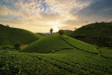 Yeşil taze çay veya çilek çiftliğinin havadan görünüşü, Asya 'da dağ tepeleri olan tarımsal bitki tarlaları. Kırsal bölge. Çiftlik dokusu. Doğa manzarası arka planı, Long Coc, Vietnam.