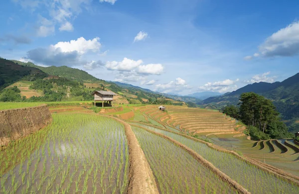 Letecký Pohled Shora Čerstvé Rýžové Terasy Zelená Zemědělská Pole Krajině — Stock fotografie