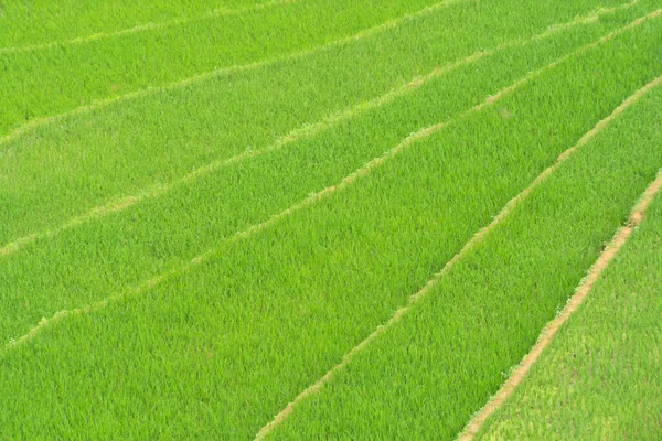 Aerial Top View Του Φρέσκου Ορυζώνα Ταράτσες Πράσινα Αγροτικά Πεδία — Φωτογραφία Αρχείου