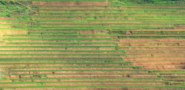 在空中俯瞰新鲜稻田梯田 绿色农田在农村或农村地区的木仓柴 高山山谷 自然景观背景 — 图库照片