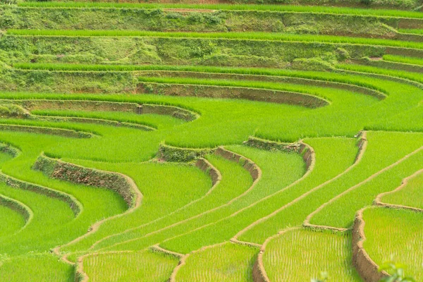 在空中俯瞰新鲜稻田梯田 绿色农田在农村或农村地区的木仓柴 高山山谷 自然景观背景 — 图库照片